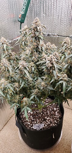 17058529666862830872809012999704