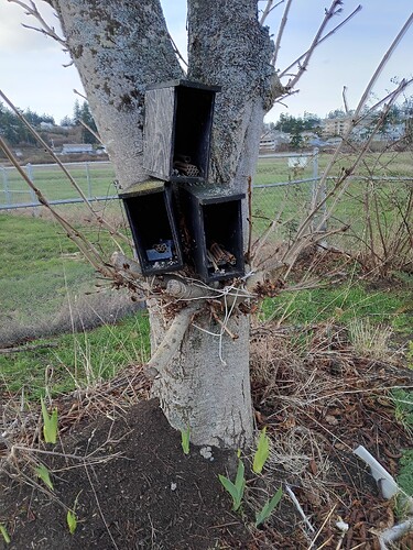 Mason Bee Houses