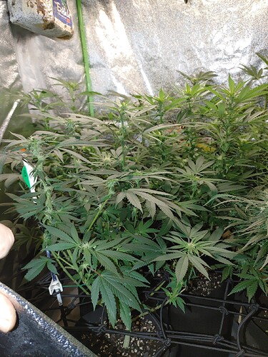 16092007653351486662046336950540