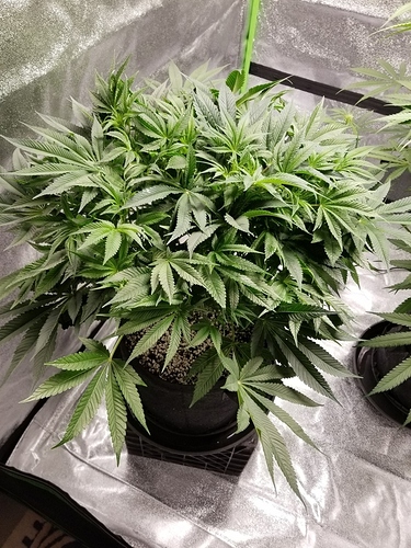 Day 49 Sour OG VEG