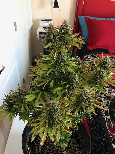 nl auto 1