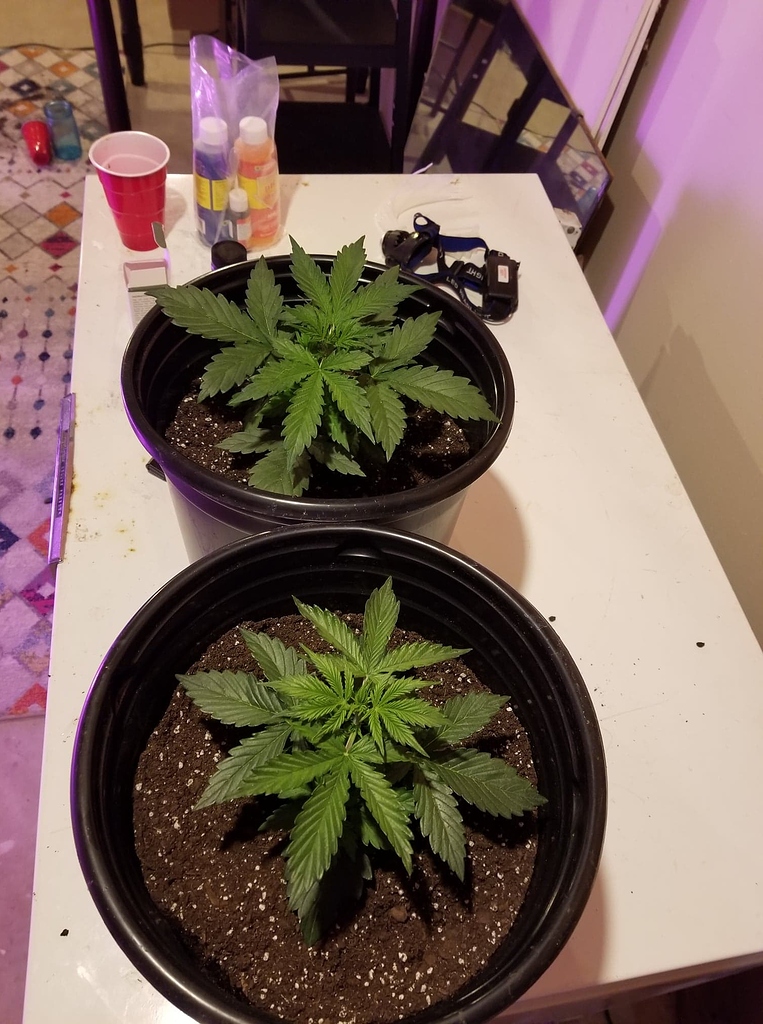 How tall do autoflowers get Grow Journals I Love Growing Marijuana Forum