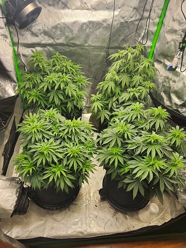 wk7all