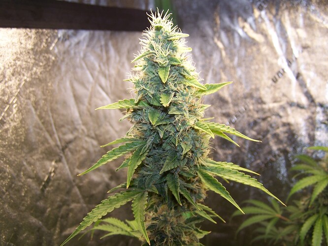 13a