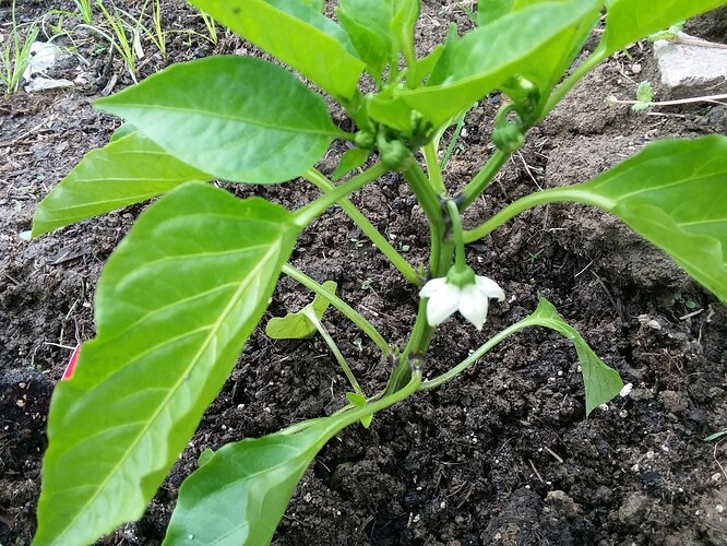 flowering bell 5.28.22