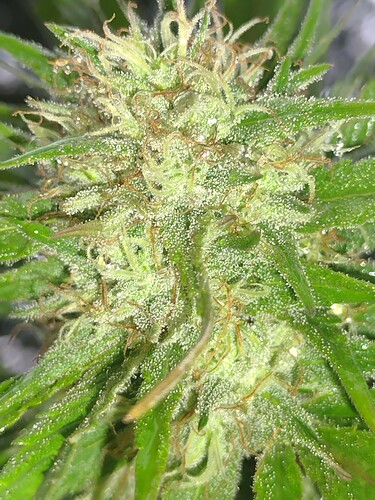 IMG_20250921_092142007