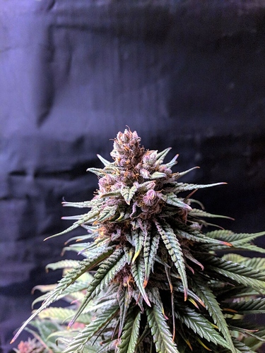 IMG_20200308_130008_01