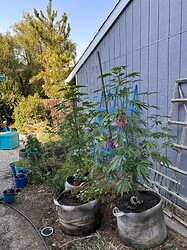 IMG_3050