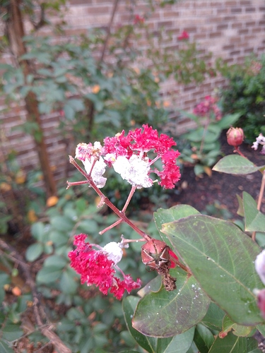 IMG_20200826_171910438