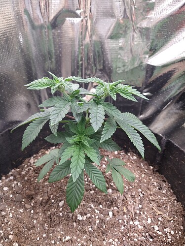 IMG_20220206_174415114