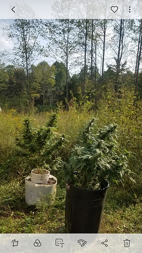 Screenshot_20200401-112431_Gallery