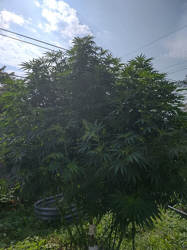 IMG_20250814_103158266_HDR