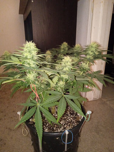 IMG_20251031_175418054