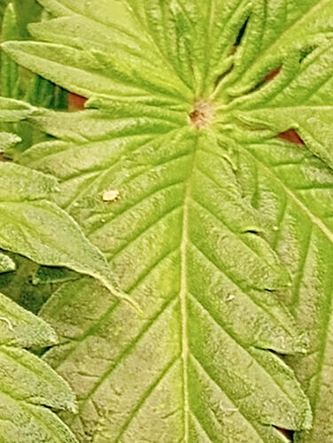 IMG_20251108_203529475