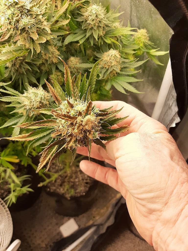Buds turning brown , a week left till harvest. I flushed yesterday