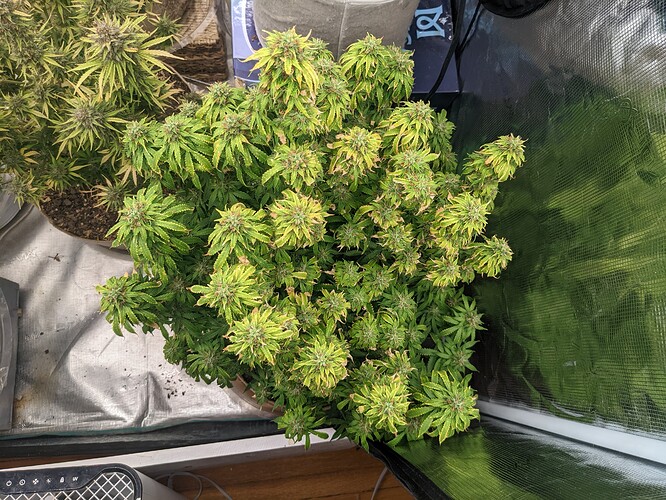 PXL_20220714_132919959