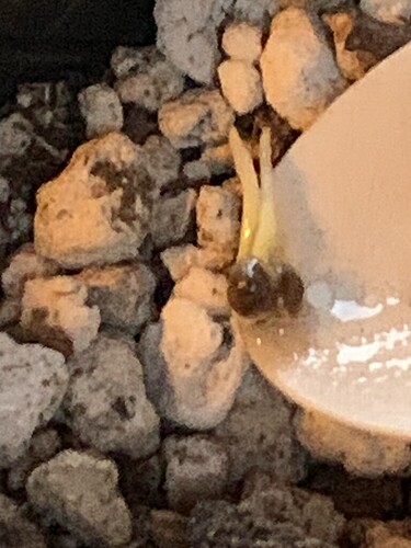 ww-double-root