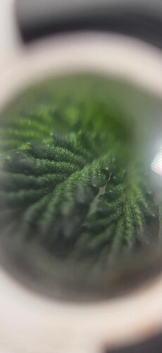 1000076925