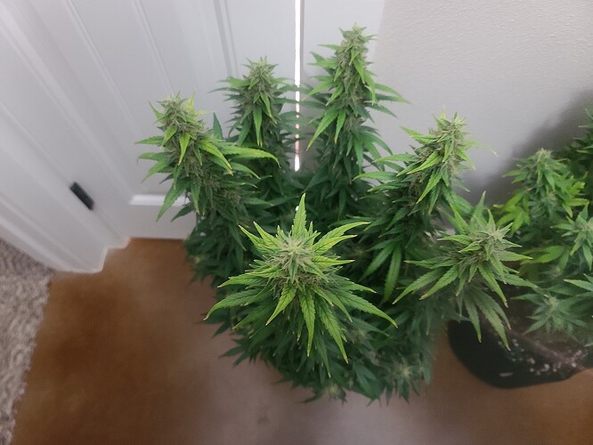 Old Dirty Bastard-Old Dirt Plant 1- 4 Nov - Copy
