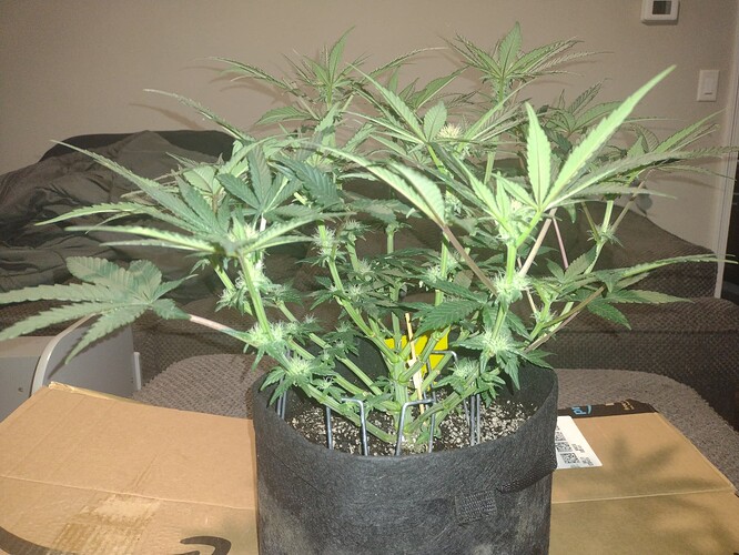 IMG_20241203_162014156