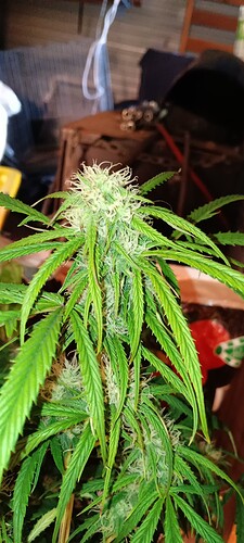 IMG_20220616_121516