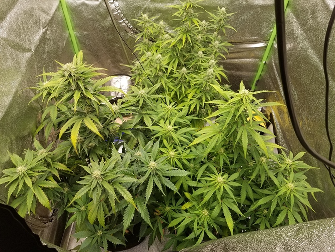 159243055175514127937788494109