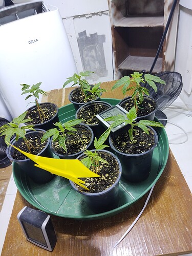 16220666708374195308039088390642