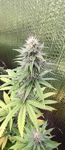 IMG_20240803_190533676_HDR