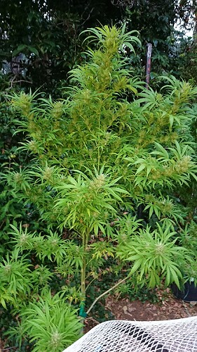 PH1