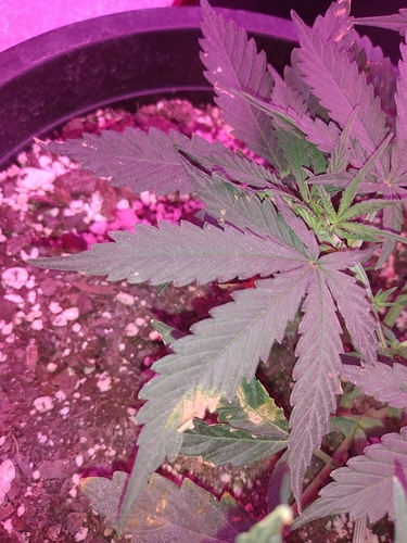 IMG_20200512_171141163