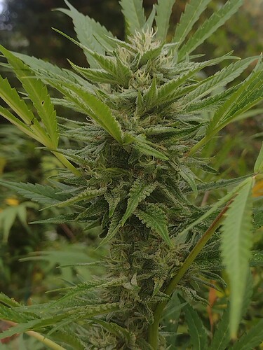 IMG_20250920_091805941