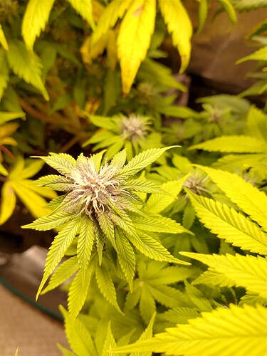 IMG_20210917_045805039_HDR
