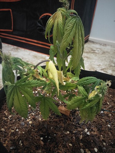 zkittlez issue
