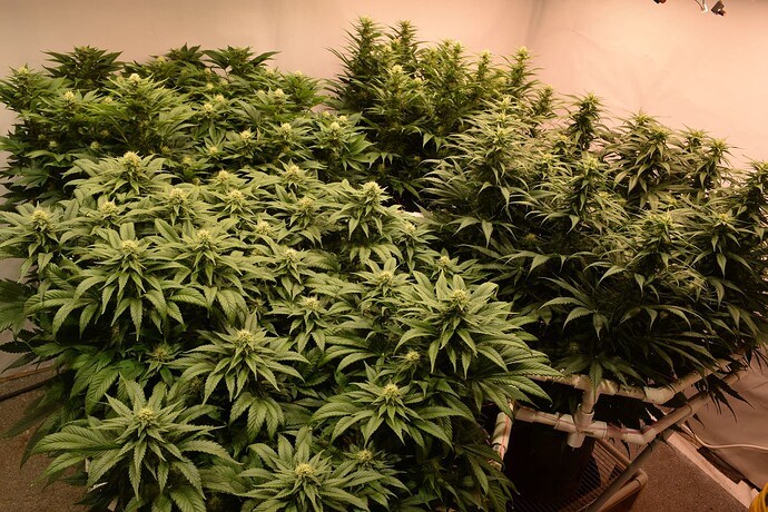 Mar 20 F29