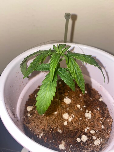 tempImageBPtmC5