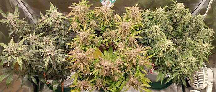 IMG_20240122_083207775_HDR