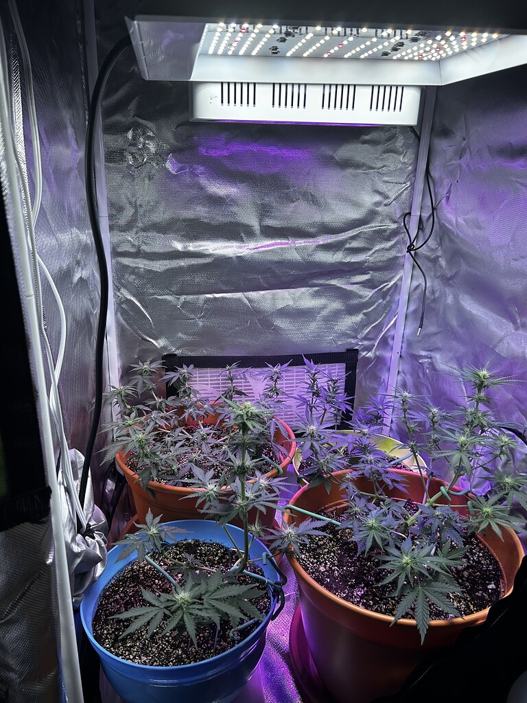 How fast/slow do buds produce… Autoflowers I Love Growing Marijuana