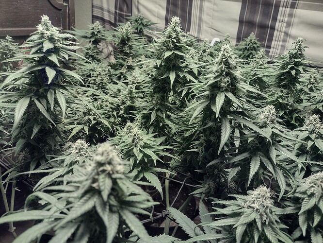 IMG_20220207_214610612_HDR