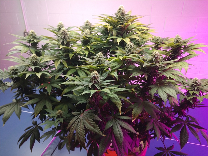 Plant
