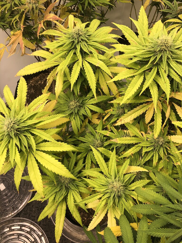 Nutrient lock out in Organic soil? Grow Cycle I Love Growing