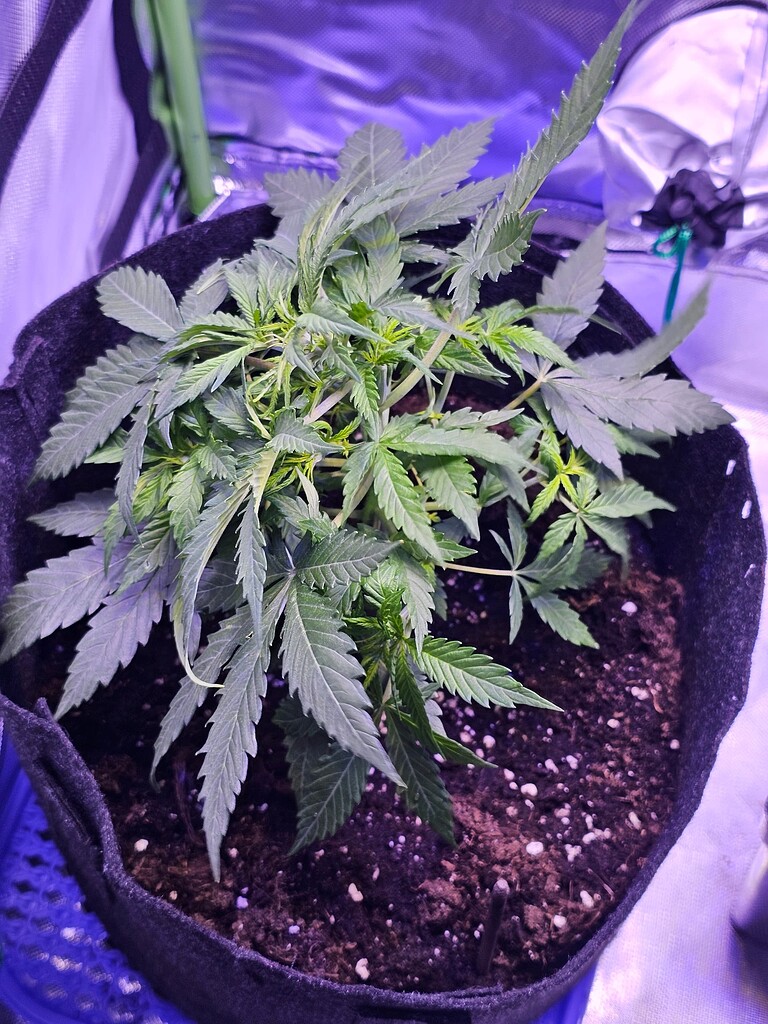 Autoflower blue cheese 4weeks in 2days 1st ever grown Flowering I