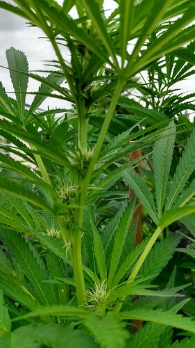 IMG_20210828_143527098_HDR