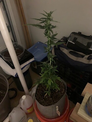 One Bud