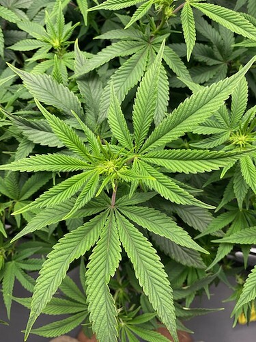 9-13 gg4 1