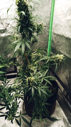 20250830_154042_HDR