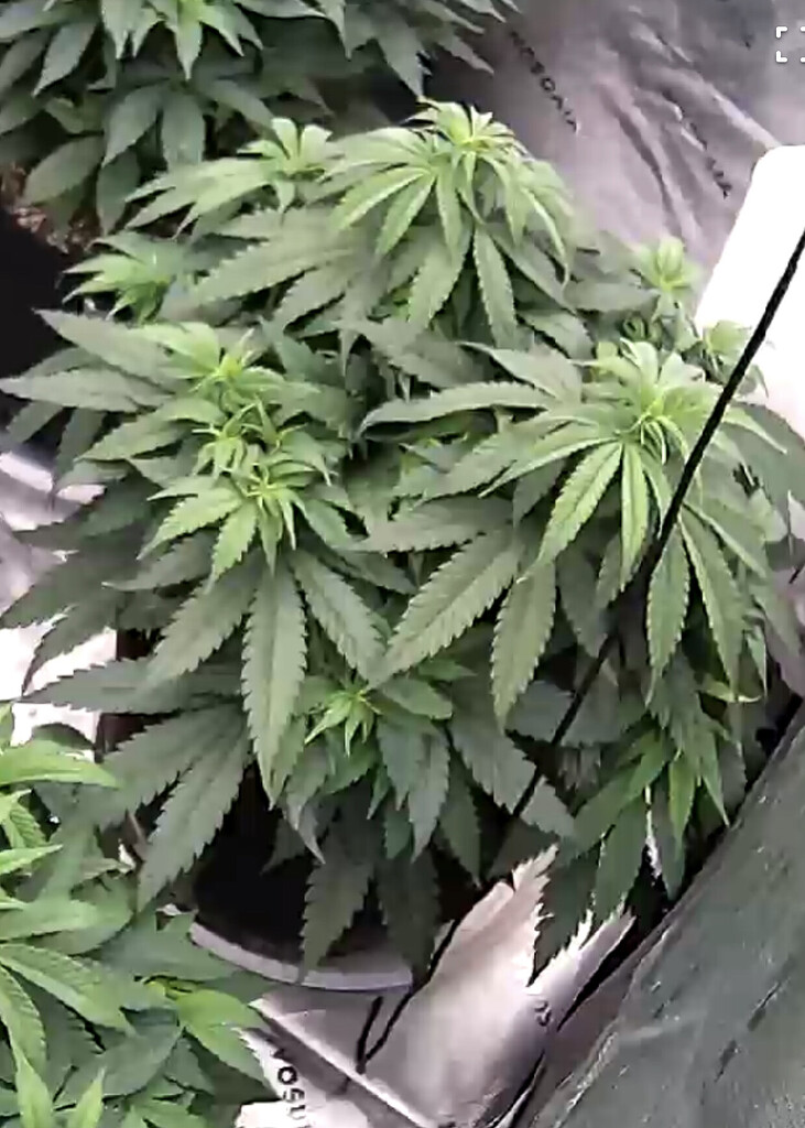 After Sledgehammer Flush PH still low Troubleshooting I Love