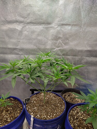 IMG_20210503_142302762_HDR