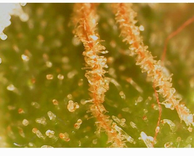 Screenshot_20210506-114831_Gallery