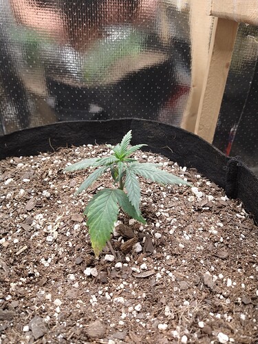 IMG_20220206_174422524