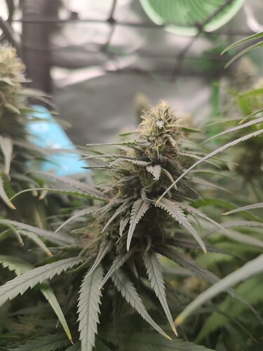 IMG_20250215_105657623_HDR